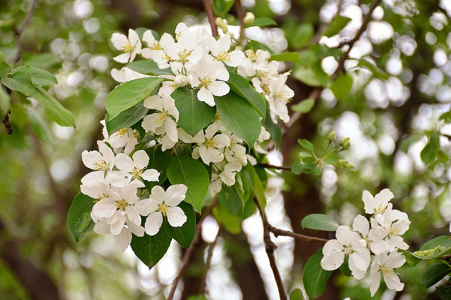 apple tree, spring, greens, bloom, white color, may, nature HD wallpaper