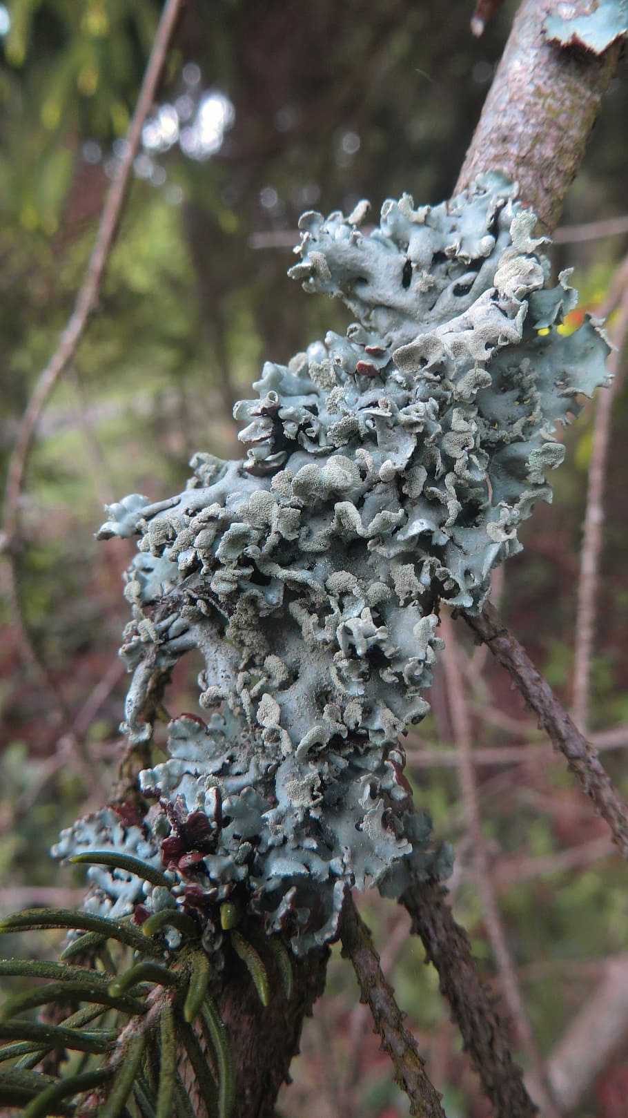 Lichen, Branch, Conifer, Fauna, green, fungal growth, tree HD wallpaper