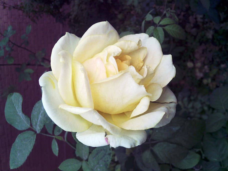flower, rose, light yellow, flowering plant, beauty in nature HD wallpaper