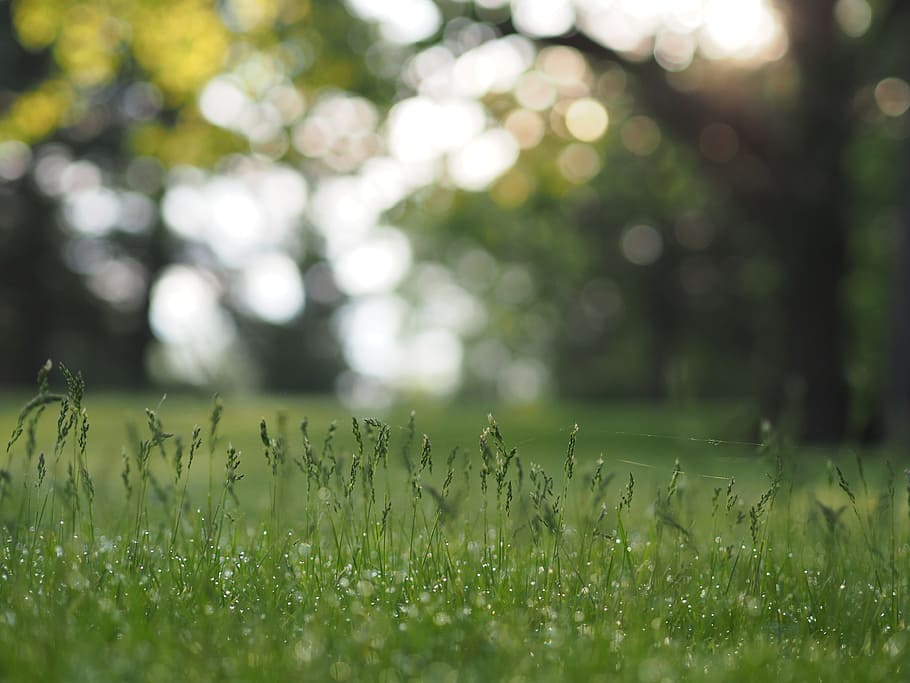 green grass field, shallow focus photography of grass field, Life HD wallpaper
