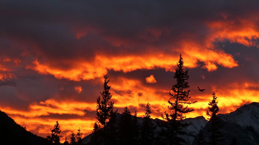 silhouette of trees under orange sky, photo of snow covered mountain during sunset HD wallpaper