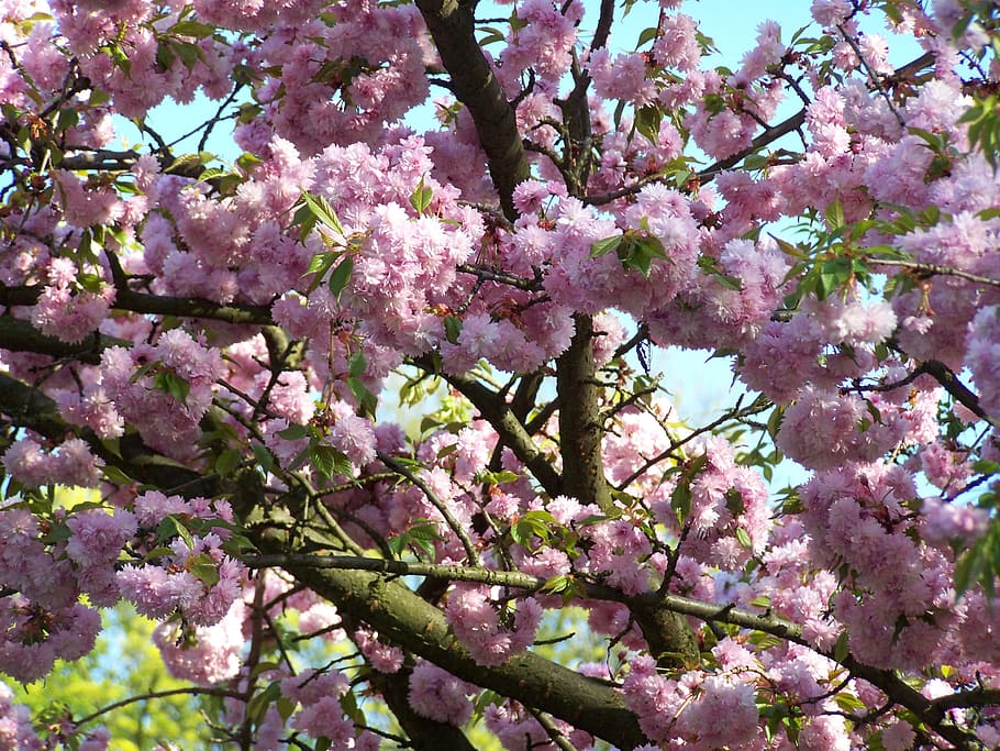 Spring, Apple, Flower, Blooms, apple flower, blossom, tree HD wallpaper