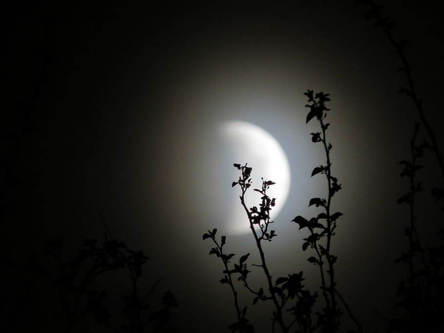 lunar eclipse, moonlight, celestial, astronomy, sky, plant HD wallpaper
