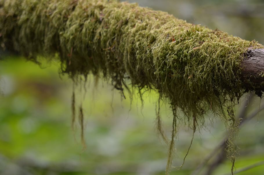 forest, moss, nature, green, focus on foreground, plant, close-up HD wallpaper