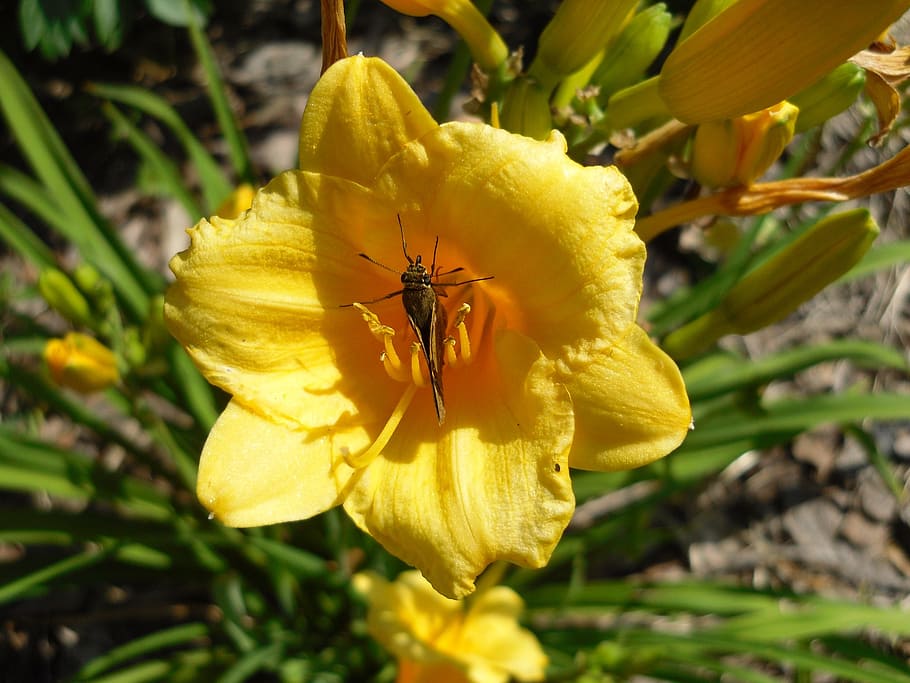 moth, insect, bug, flower, yellow, flowers, flowering plant HD wallpaper