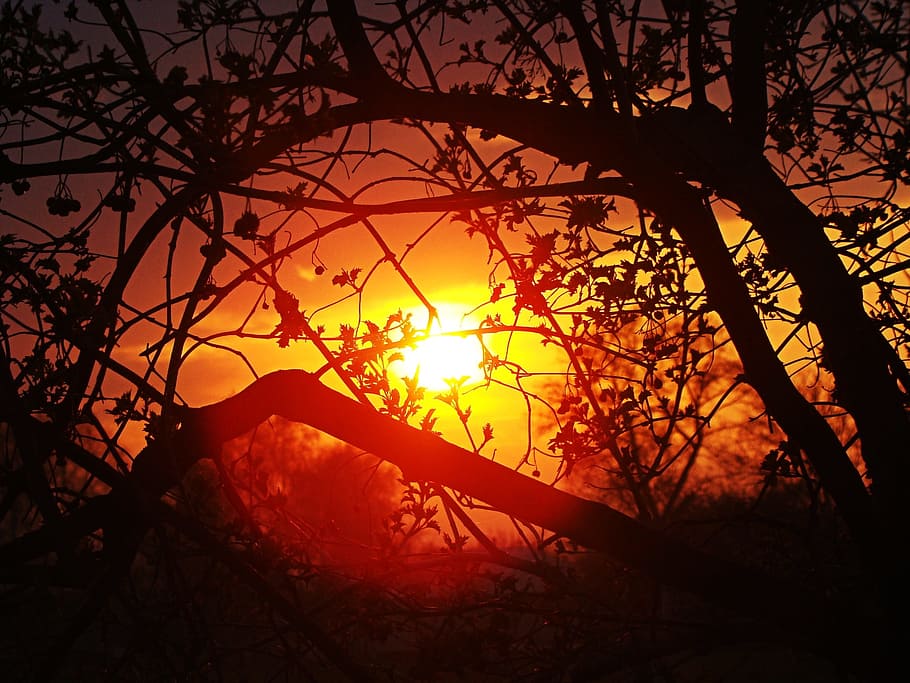 branch, tree, sunset, silhouettes, orange color, plant, nature HD wallpaper