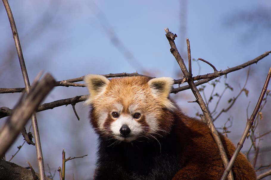 red panda, animals, cute, mammal, zoo, bear, climber, animal world, HD wallpaper