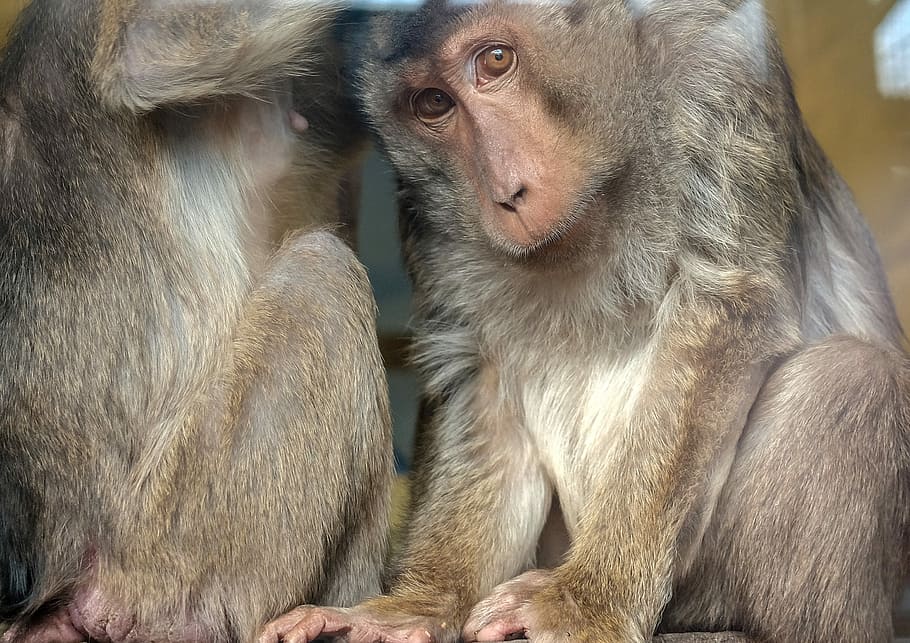 monkey, mammal, primate, animal, äffchen, animal wildlife HD wallpaper