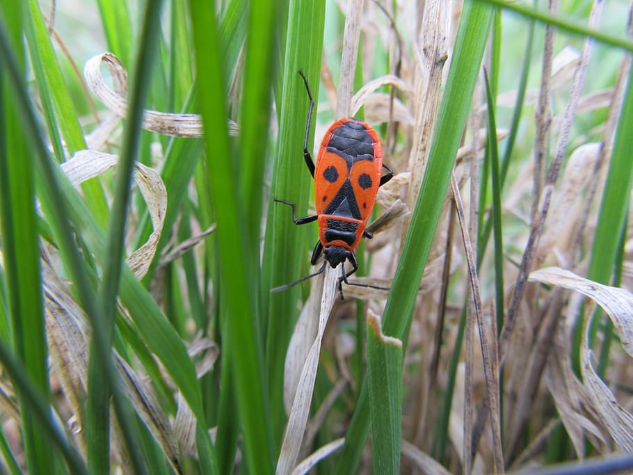 firebug pospolná, wingless, pyrrhocoris apterus, animal wildlife HD wallpaper