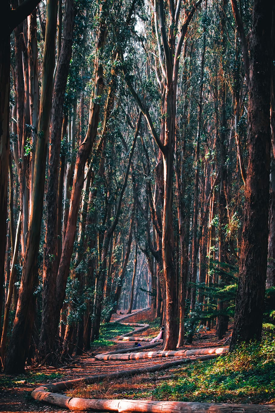 brown trees, brown pathway surrounded by green trees during daytime HD wallpaper
