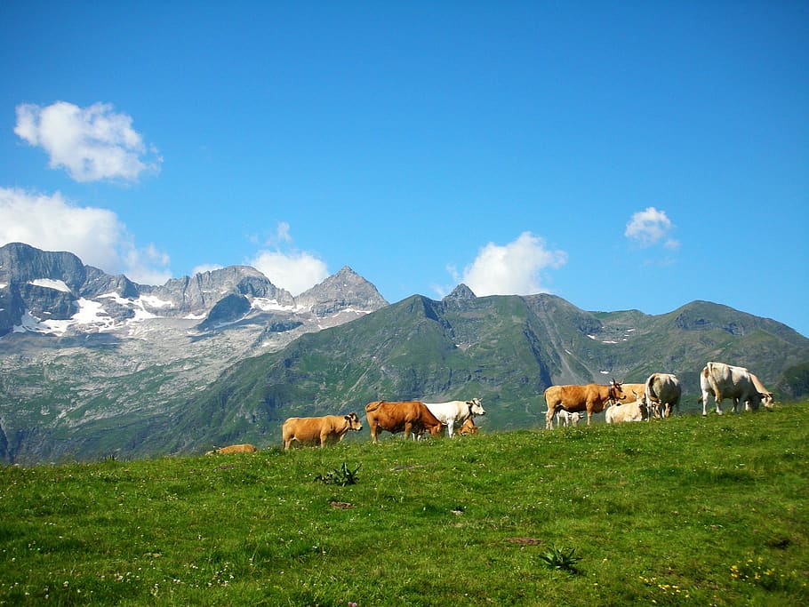 cows, prairie, summit, mountain, mammal, livestock, animal themes HD wallpaper