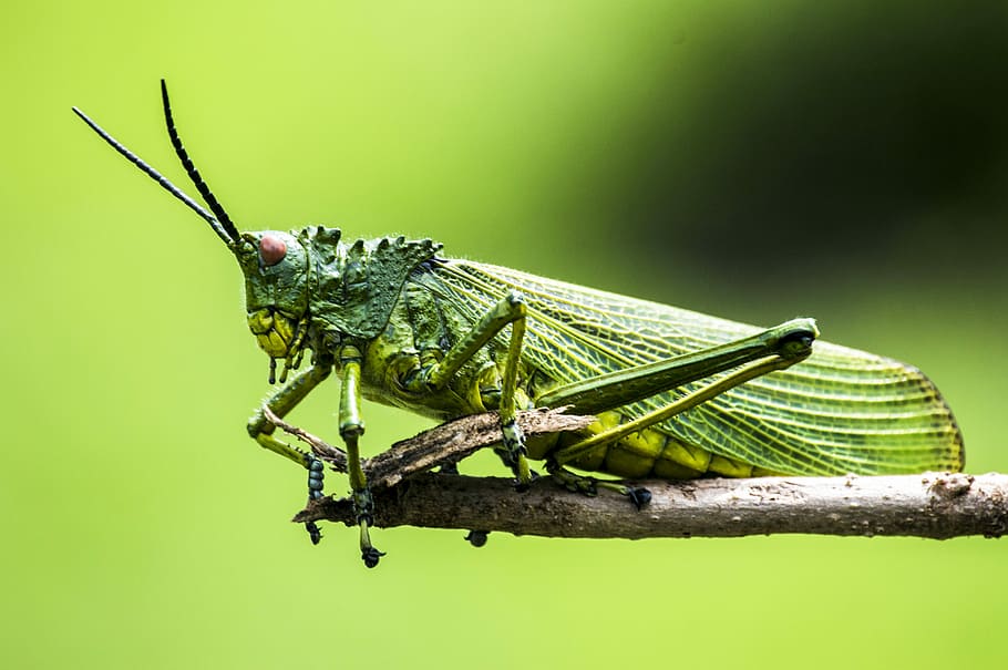 Insects, selective focus photography of green grasshopper, cricket HD wallpaper