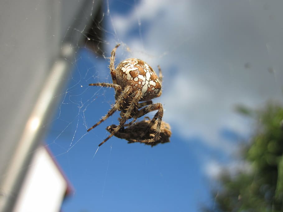 spider, cobweb, close, network, spider with prey, cross, invertebrate HD wallpaper