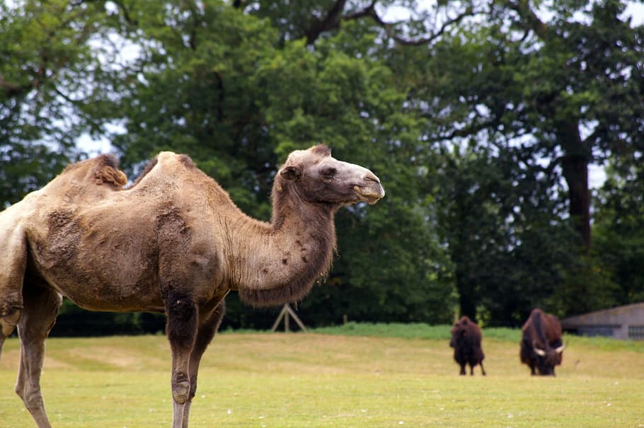 zoo, animals, tree, water, park, animal park, nature, herd HD wallpaper