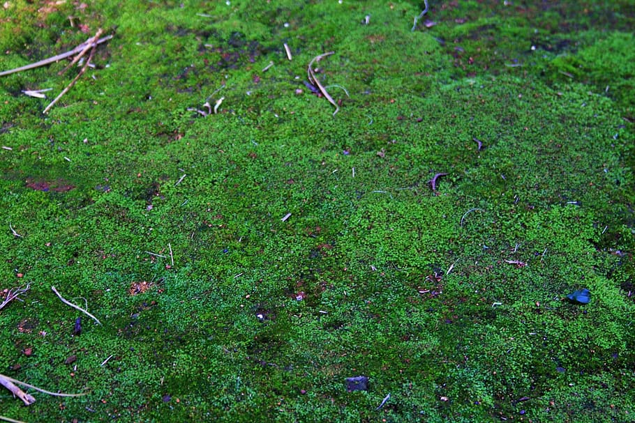moss, green, forest, natural, spring, landscape, environment HD wallpaper
