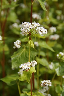 selective focus photograph of white petaled flowers, Buckwheat HD wallpaper