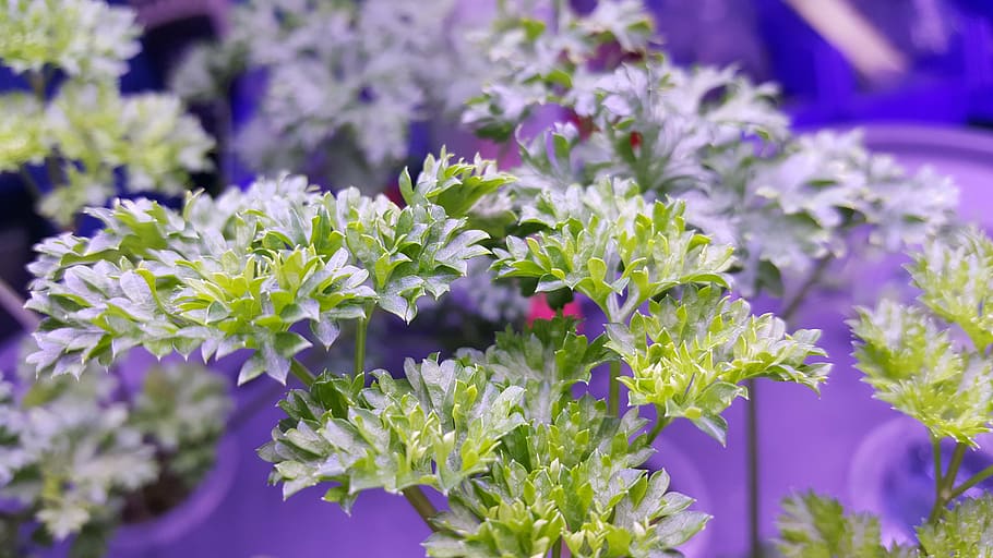 green, vegetable, 歐 celery, foliage, parsley, flower, flowering plant HD wallpaper