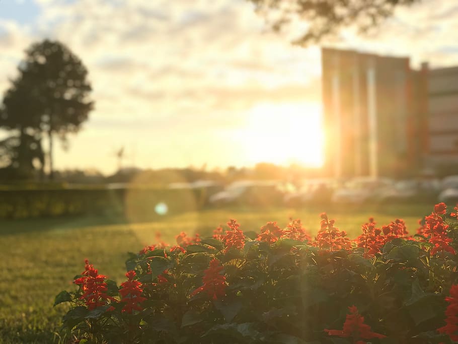 sunset, nature, landscape, plant, flowering plant, beauty in nature HD wallpaper