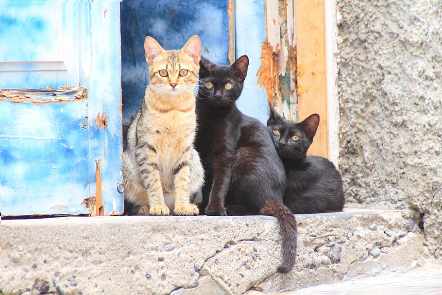 three cats standing near blue wooden door, outside, animal, young cat, HD wallpaper