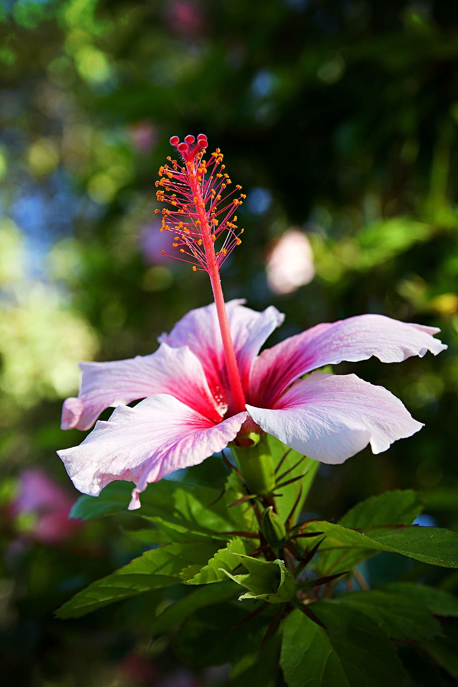 pink hibiscus blooming at daytime, faro, portugal, algarve, flowers, HD wallpaper