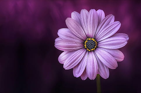 purple osteospermum flower in close up photography, lical, blosso HD wallpaper