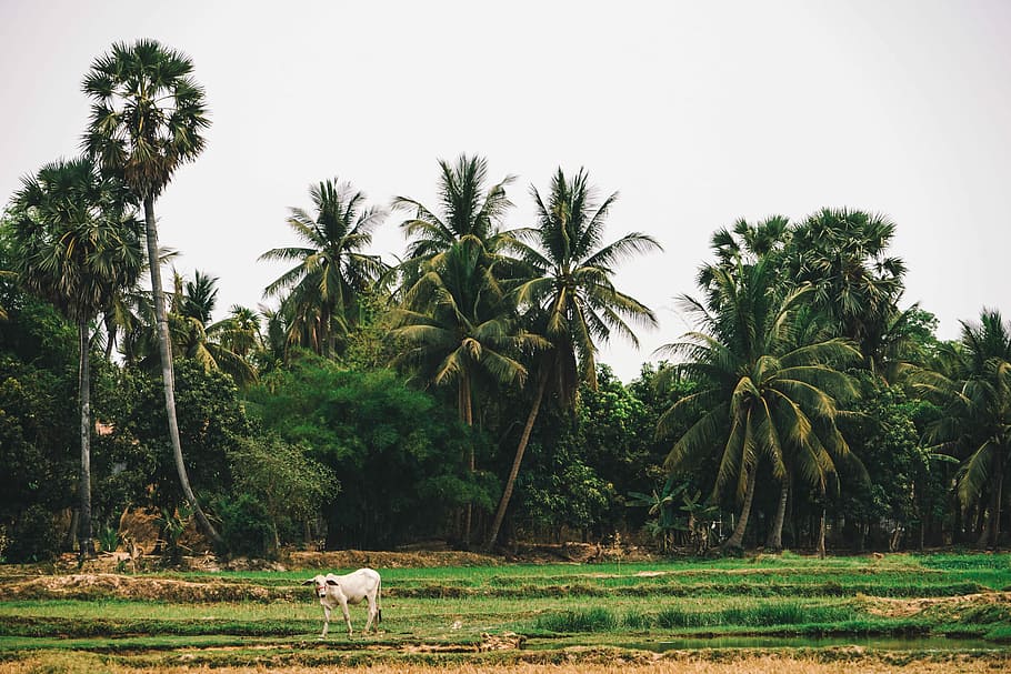Trees and Fields, white cow near palm trees under gray sky at daytime HD wallpaper