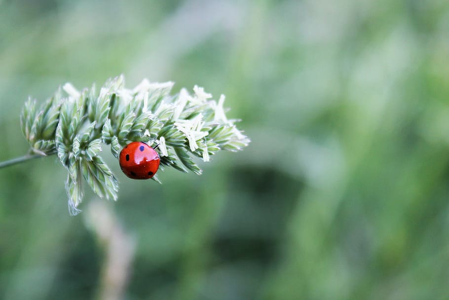 ladybug, insect, nature, macro, red, beetle, animal themes HD wallpaper