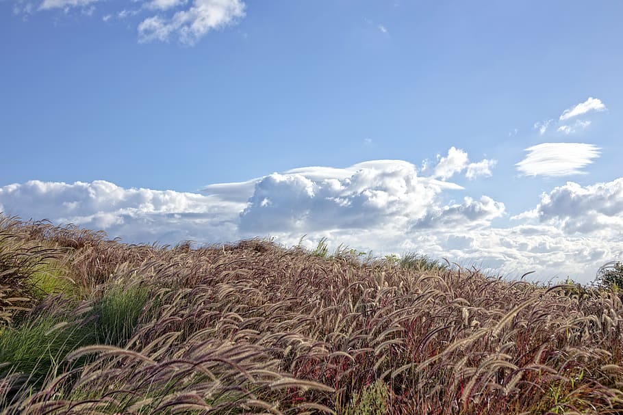 wind, grasses, plant, nature, sardinia, exotic, tropical, blue sky HD wallpaper