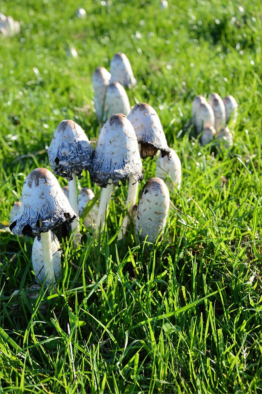 Mushroom, Fungus, Raw, Toadstool, Nature, field, organic, grass HD wallpaper