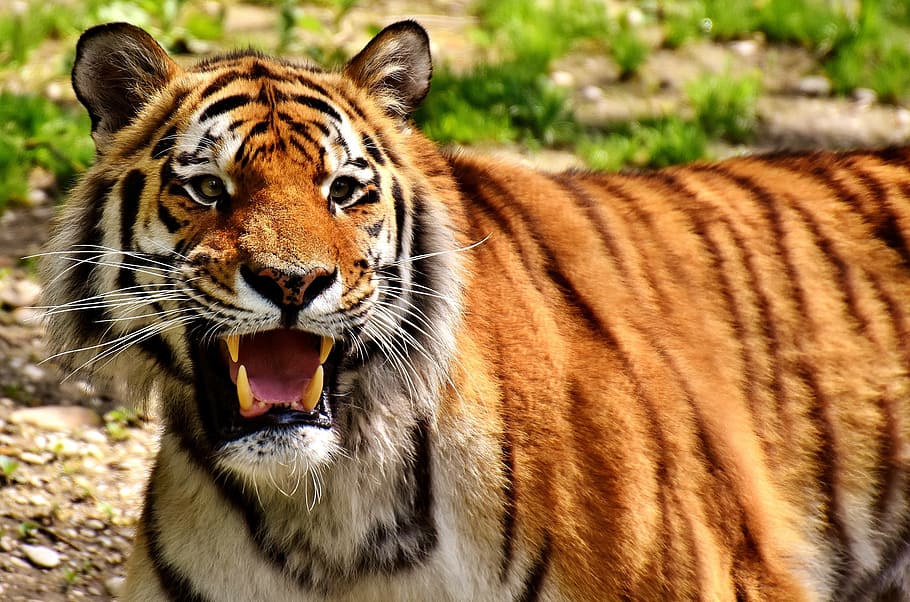 selective focus photography of adult tiger, predator, fur, beautiful HD wallpaper
