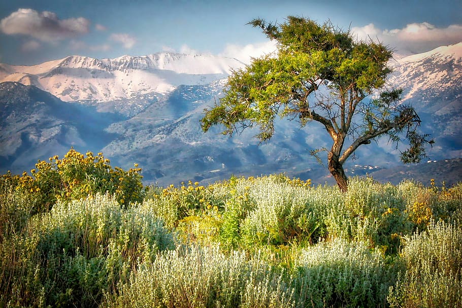 green grass field beside tree on mountain, nature, landscape HD wallpaper