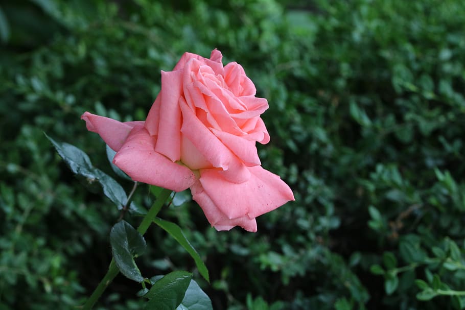 rose, rose festival, seoul, flowers, garden, fresh medium, plants, HD wallpaper