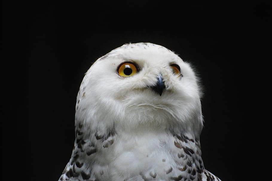 white and black owl, Snowy Owl, Bubo Scandiacus, Bird, Feather, HD wallpaper