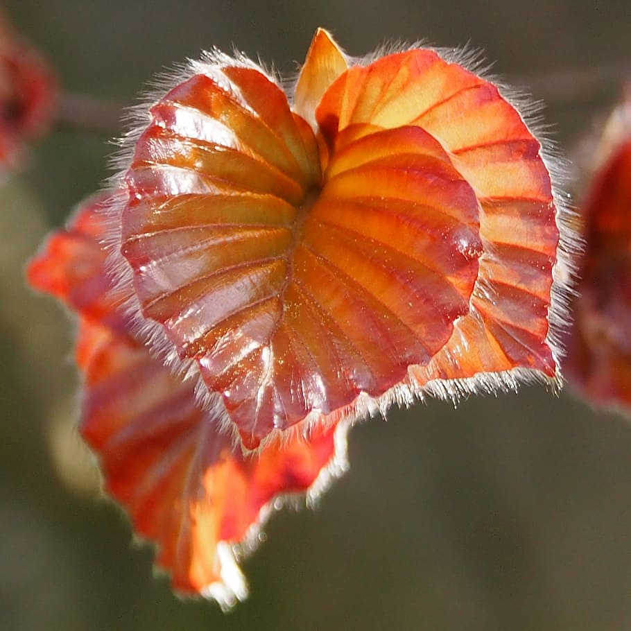 nature, close, leaf, tree, beech, leaves, close-up, beauty in nature HD wallpaper