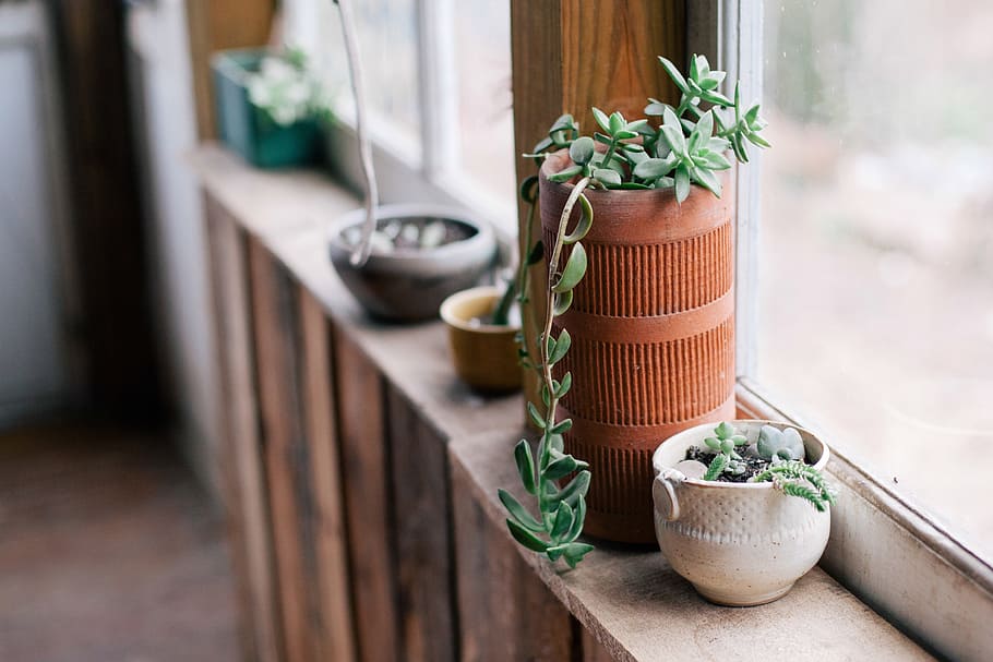 green potted plants, pots, window, decor, wood - material, no people HD wallpaper