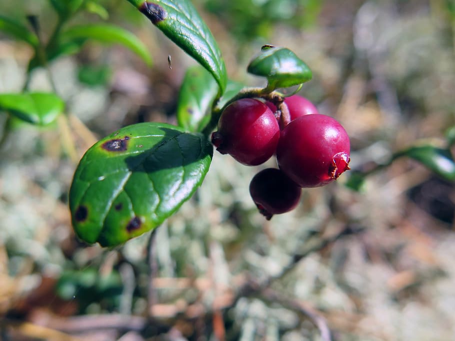 østmarka, autumn, forest, fruit, healthy eating, growth, food and drink HD wallpaper