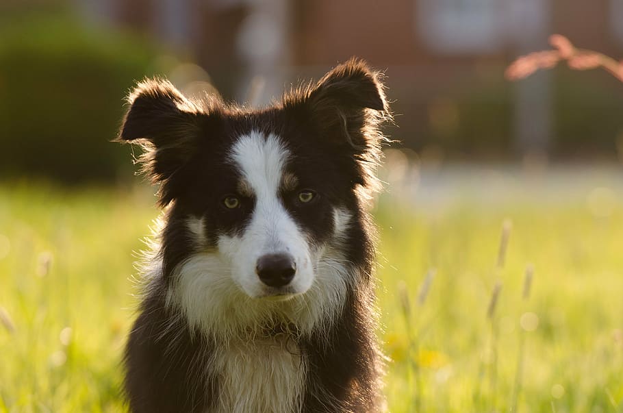 adult black and white border collie on grass field during day HD wallpaper