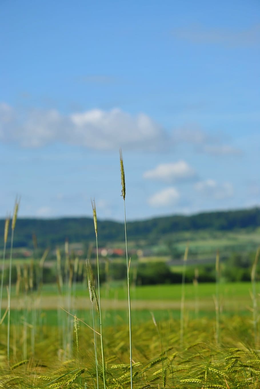 grain, field, cornfield, sky, landscape, nature, agriculture HD wallpaper