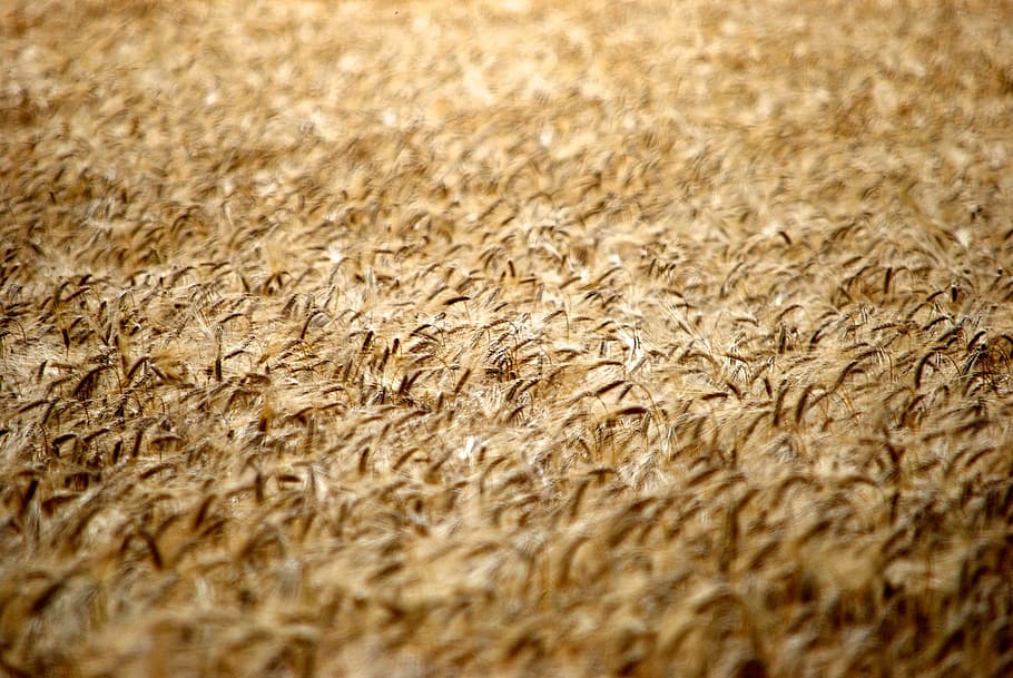Cornfield, Plant, summer, agriculture, cereal plant, farm, nature HD wallpaper