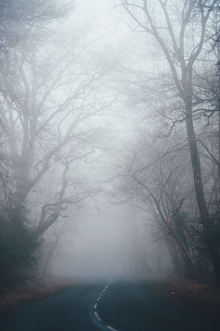 fog, nature, trees, road, trip, adventure, fall, grass, forest HD wallpaper