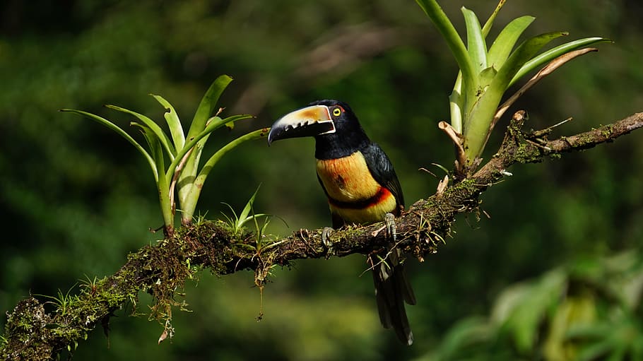 black and yellow bird, collard araceri, costa rica, rain forest, HD wallpaper