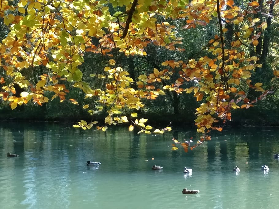 pond, ducks, tree, relaxed, bird, animal, animals in the wild HD wallpaper