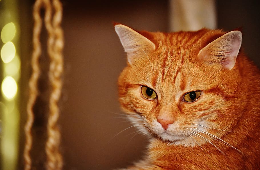 cat, red, funny, cute, mackerel, tiger, sweet, cuddly, animal HD wallpaper