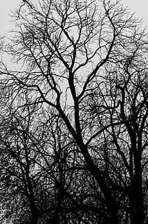 photo of withered tree, vaines, ecology, nature, winter, environment HD wallpaper
