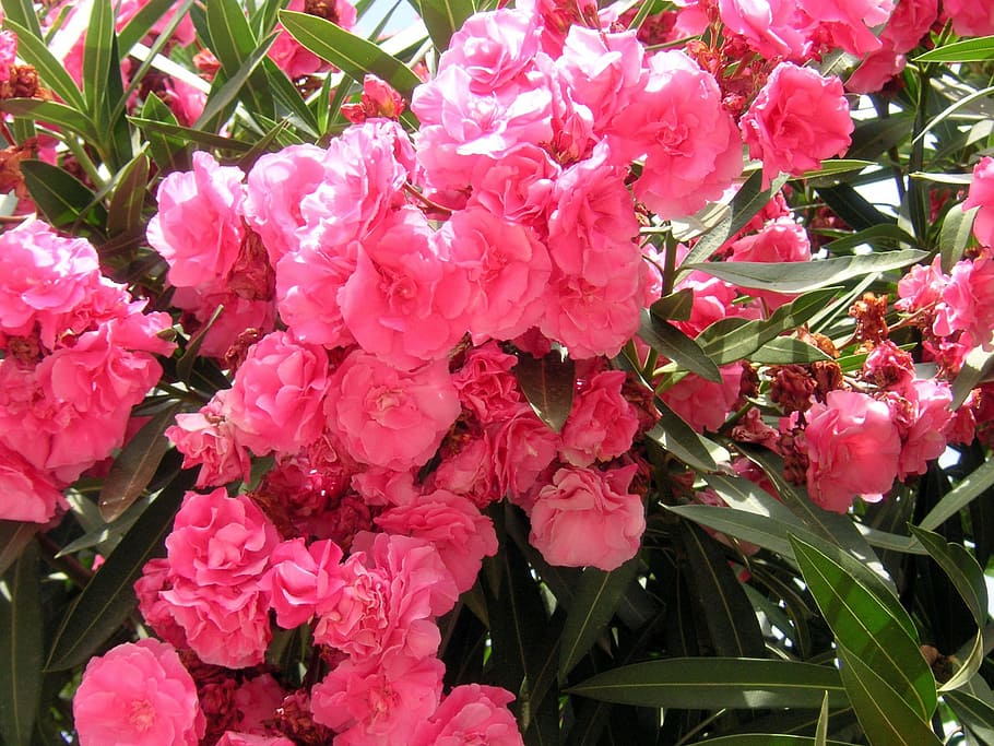 Oleanders, Pink, Flowers, Blossoms, blooming, blooms, floral HD wallpaper