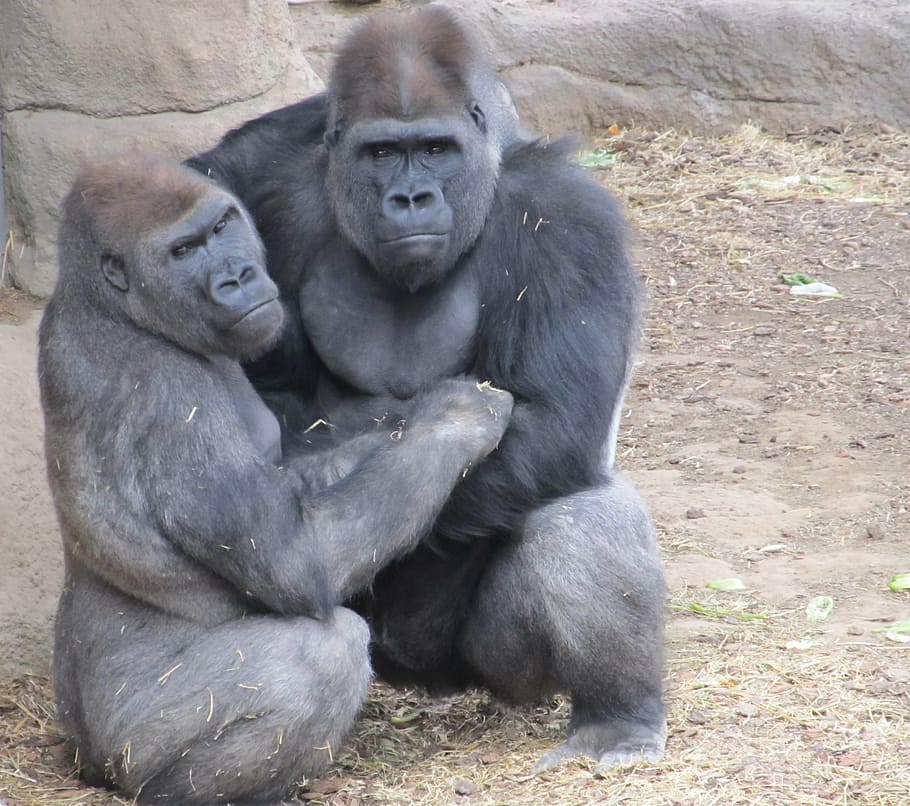 two gorillas sitting on brown ground during daytime, primates