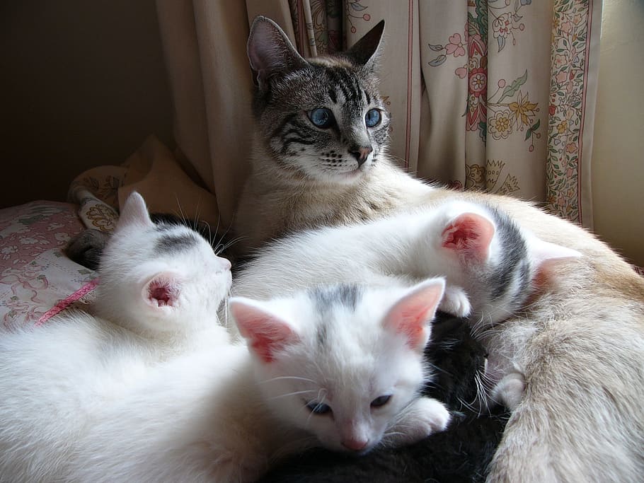 cat, kitten, white, together, family, feline, kitty, domestic HD wallpaper