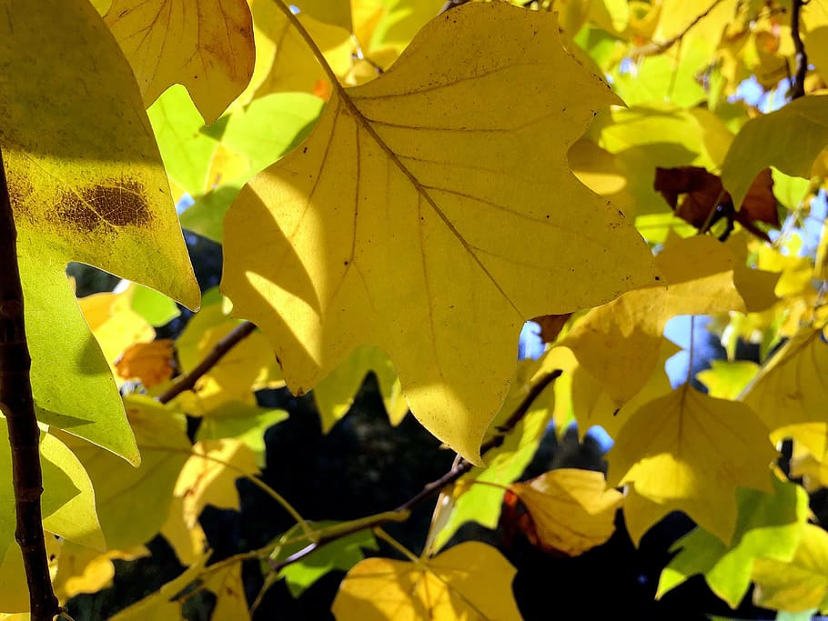 autumn, leaves, leaf, fall foliage, colors of autumn, transience HD wallpaper
