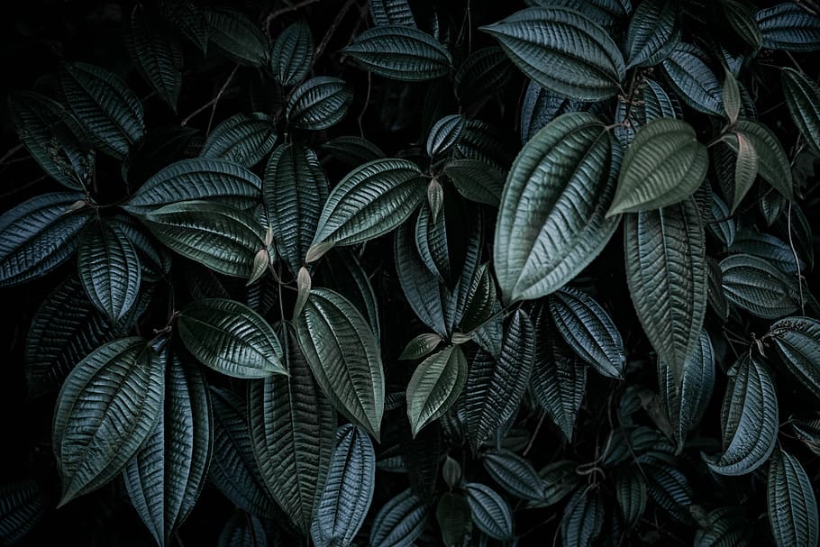 low light photography of green leafed plant, close-up photography of green leafed plants HD wallpaper