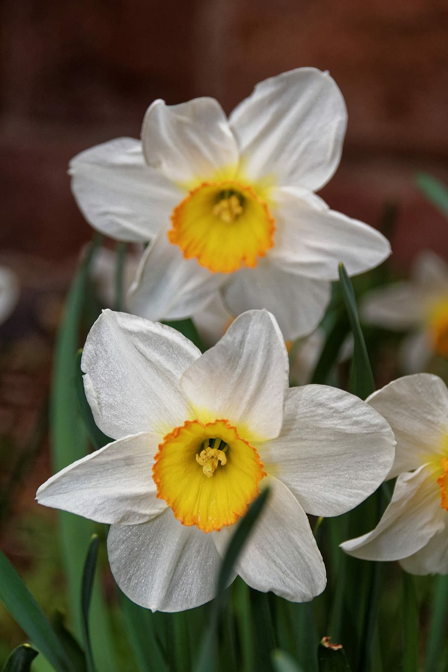 Flowers, Spring, Blossom, osterglocken, bloom, plant, nature HD wallpaper